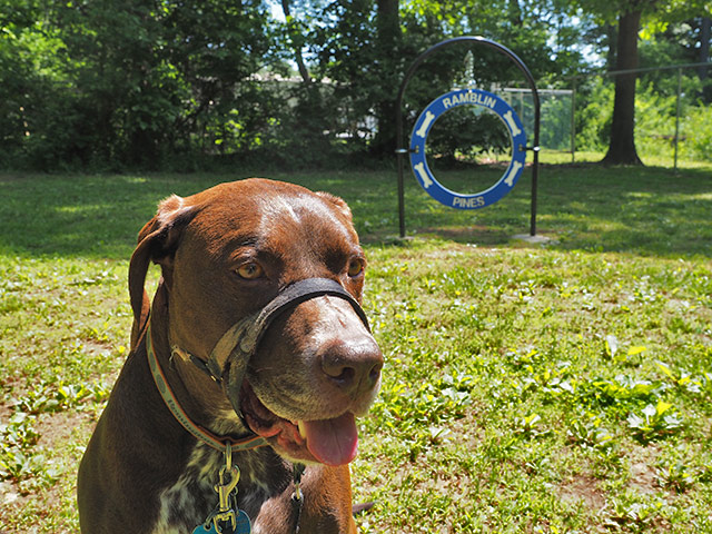 Dog at Ramblin’ Pines Campground