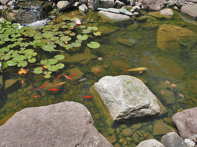 Koi pond at Ramblin’ Pines Campground
